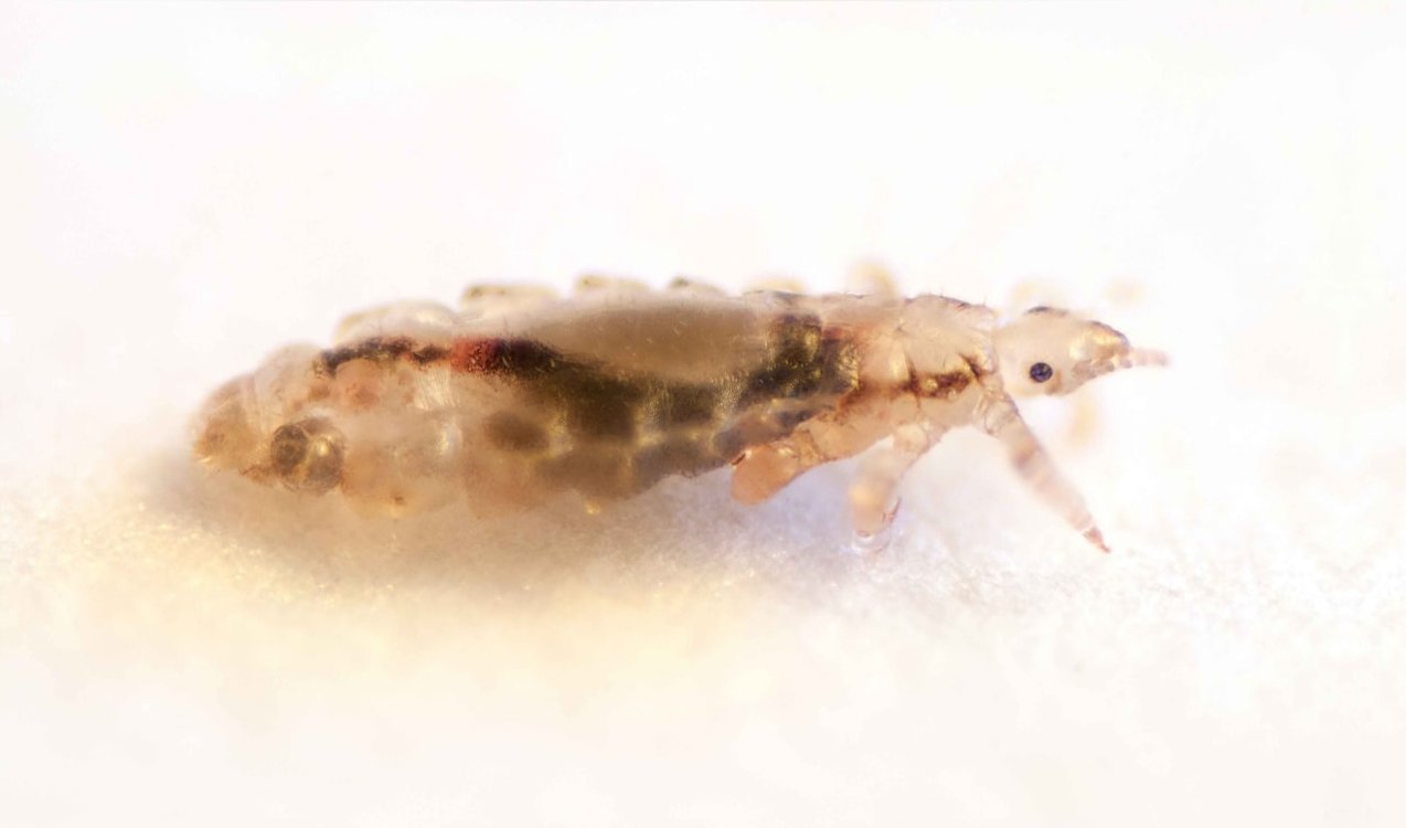 Вошь человеческая (Pediculus humanus)