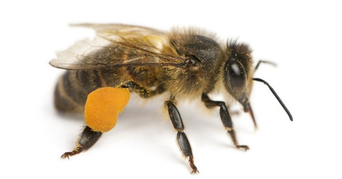 Blog - Лечение пчелоужаливанием - о пользе пчелиного яда