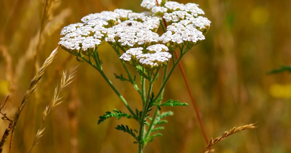 Травы стел. Тысячелистник обыкновенный (Achillea millefolium l.). Тысячелистник обыкновенный (Achilléa millefólium). Тысячелистник Achillea. Ахиллея (тысячелистник) millefolium.