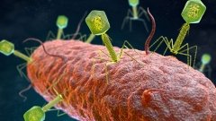 BiomX вдало випробувала бактеріофаг при остеомієліті