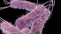 Новое в лечении рака мочевого пузыря: Prokarium пытается превзойти иммунотерапию БЦЖ при помощи сальмонеллы