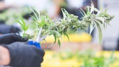 Закон про канабіс: Мінагрополітики ініціювало співпрацю з МОЗ