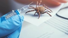 Valneva и Pfizer перенесли регистрацию вакцины против болезни Лайма на 2026 год