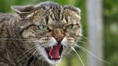 Бешенство: можно ли выжить, заболев – нет. Можно ли уберечься – да!