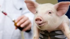 Фармкомиссия ветеринарной медицины: более 50% ветпрепаратов на рынке – отечественные