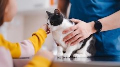 Виявлено ще один препарат, смертельно небезпечний для котів і собак