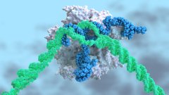 CRISPR покращить діагностику небезпечної грибкової пневмонії