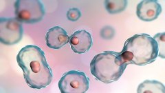 Cabaletta Bio випробує надсучасний варіант клітинної терапії вовчаку