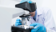 Доклинические исследования: FDA планирует заменить животных на органоиды и искусственный интеллект