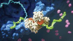 Arrowhead продала Sanofi права на плозасиран в Китае