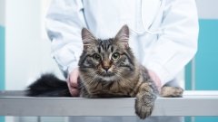 FDA разрешило снимать тревогу у кошек прегабалином