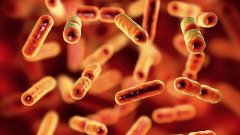 Патоген «переформатирует» кишечник для собственных нужд&amp;nbsp;&amp;nbsp;