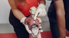 Новый законопроект: тела умерших могут использовать для науки и обучения /freepik