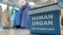 Трансплантація органів в межах ПМГ: етапи лікування, які є безоплатними