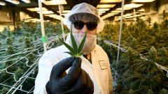 Jazz Pharmaceuticals купила производителя каннабиоидных препаратов