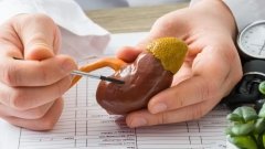Учёные перечислили природные соединения, защищающие от камней в почках