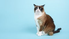 Аллергия на кошек: гипоаллергенные породы не существуют, но есть перспективные разработки