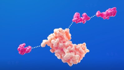 Гормон кишечника, що контролює апетит, також пригнічує грибкові патогени