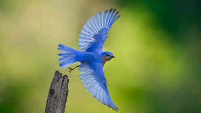 Bluebird bio перерождается под новым брендом Genetix Biotherapeutics