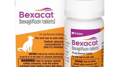 Схвалено бексагліфлозин — новий препарат від діабету. Ним також лікують котів