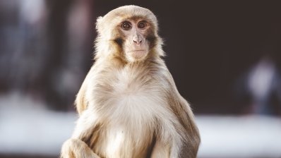 ВООЗ перейменує мавпячу віспу в MPOX /freepik