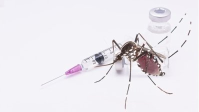 Takeda утвердила собственную вакцину против денге. Она может стать спасением от опаснейшей инфекции, которую переносят комары