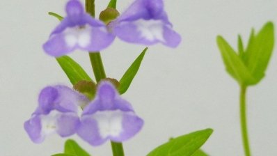 Ученые выделили из растения мощное противораковое соединение