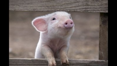 Во Львовской области учились реагировать на африканскую чуму свиней