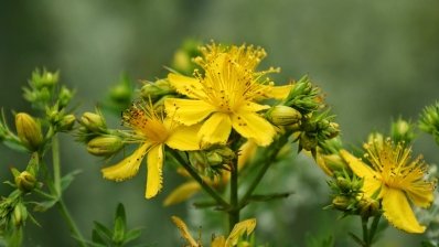 Місцеве застосування гіперицину у пацієнтів із фунгоїдним мікозом безпечне для серця