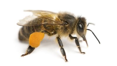 Бджолина отрута в мазях, бальзамах і гелях: застосування «по науці»