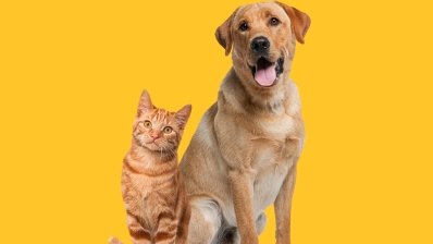 Коты и собаки замедляют старение мозга у своих хозяев
