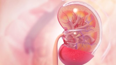 Arrowhead Pharmaceuticals поделилась данными о своем почечном препарате