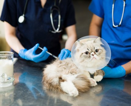 Вакцинация против бешенства: в Украине привили около 2,3 млн кошек и собак с начала 2022 года /freepik