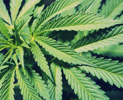 В Новой Зеландии власти легализовали марихуану для медицинских целей