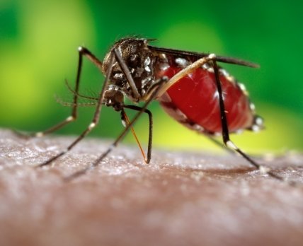Результаты испытания вакцины Takeda от лихорадки денге: больше плохих новостей для Sanofi
