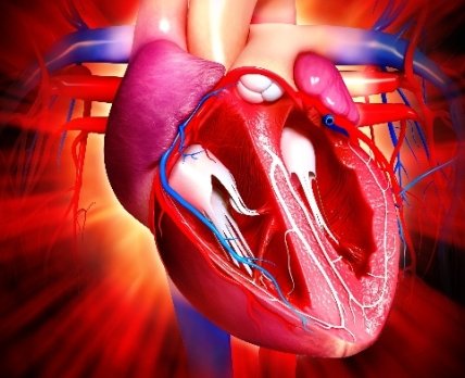 Генотерапия инфаркта – вариант сохранить миокард в целости и сохранности после сердечного приступа