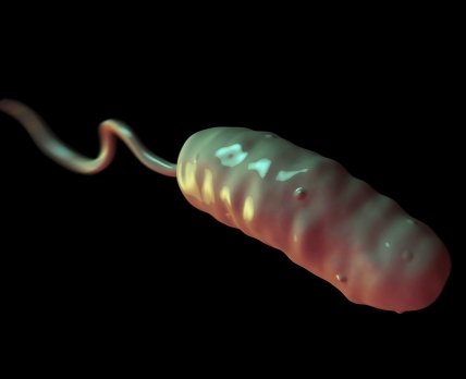 Ученые раскрыли секрет высокой патогенности холерного вибриона