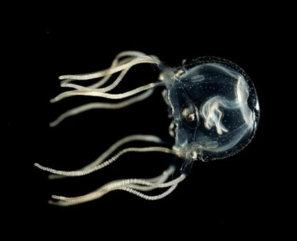 Нет мозга — нет проблем: поразительный интеллект медуз изменил фундаментальные представления о ЦНС /wikipedia.org