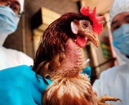 Украина ограничила ввоз мяса птицы из Соединенных Штатов из-за птичьего гриппа /05453.com.ua