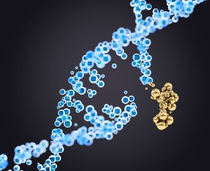 Антиоксидантные ферменты приходят на помощь при повреждении ДНК