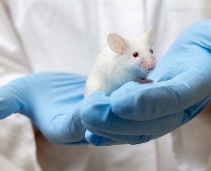 Стволовые клетки смогли восстановить мозг мышей после инсульта и деменции