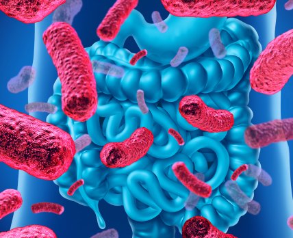 Vedanta Biosciences получит государственное финансирование на разработку пробиотика