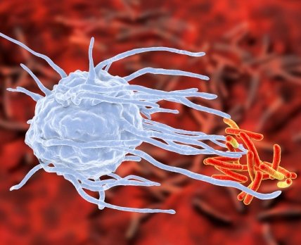Противірусна імунна відповідь усуває «старі» клітини