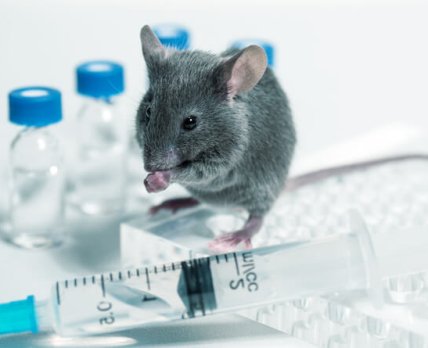 Украинская вакцина потеряет национальность после испытания на польских мышах