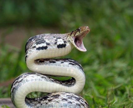 У ЦГЗ нагадали про правила поводження зі зміями Фото: /freepik