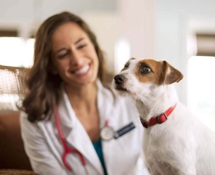 Американская фармкомпания судится с FDA из-за исследований на собаках