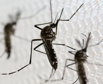 У Франції зростає передача лихоманки денге