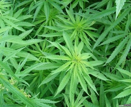 В Канаде разрешили продажу марихуаны в медицинских целях