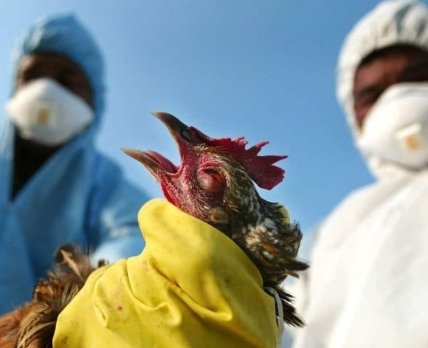 У Китаї зареєстрували перший випадок зараження людини вірусом пташиного грипу