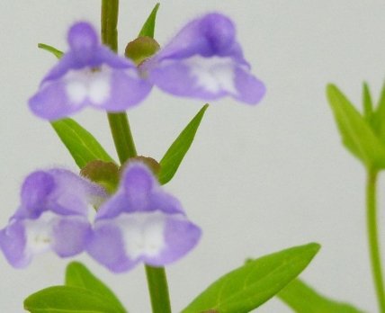 Ученые выделили из растения мощное противораковое соединение